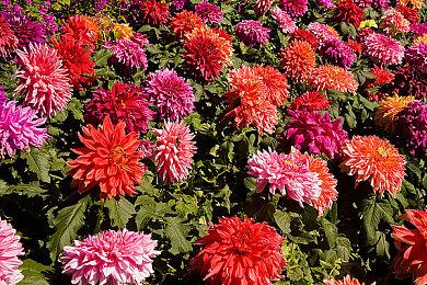 《怪物猎人：荒野》不支持Steam Deck